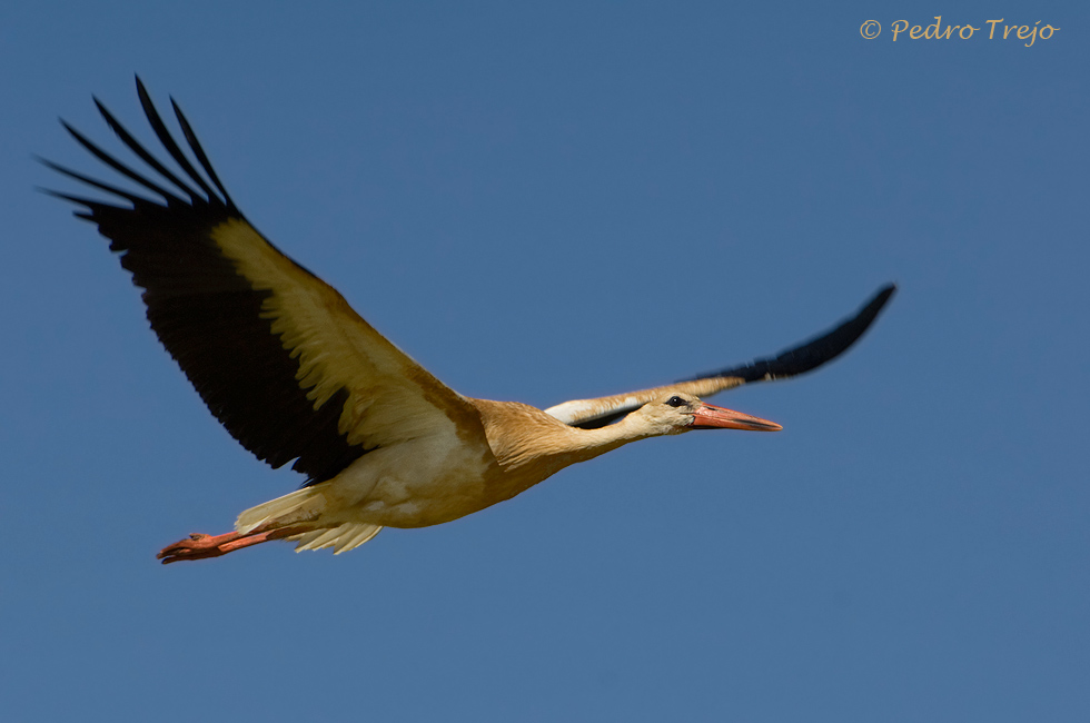 Cigüeña blanca (Ciconia ciconia)